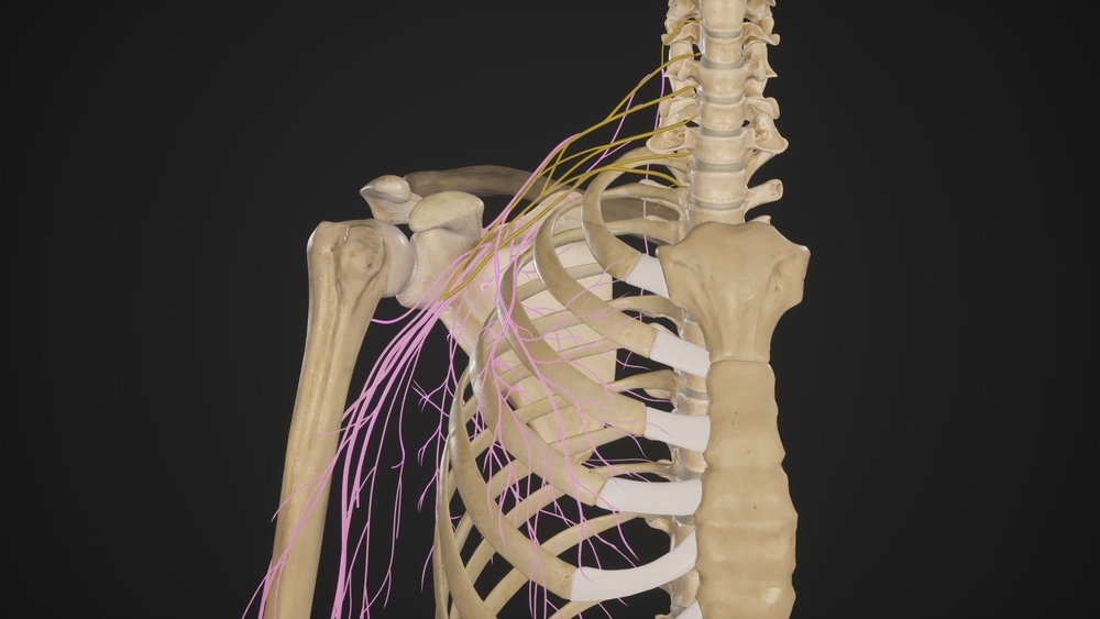 Brachial Plexus Palsy Injury Lawyer